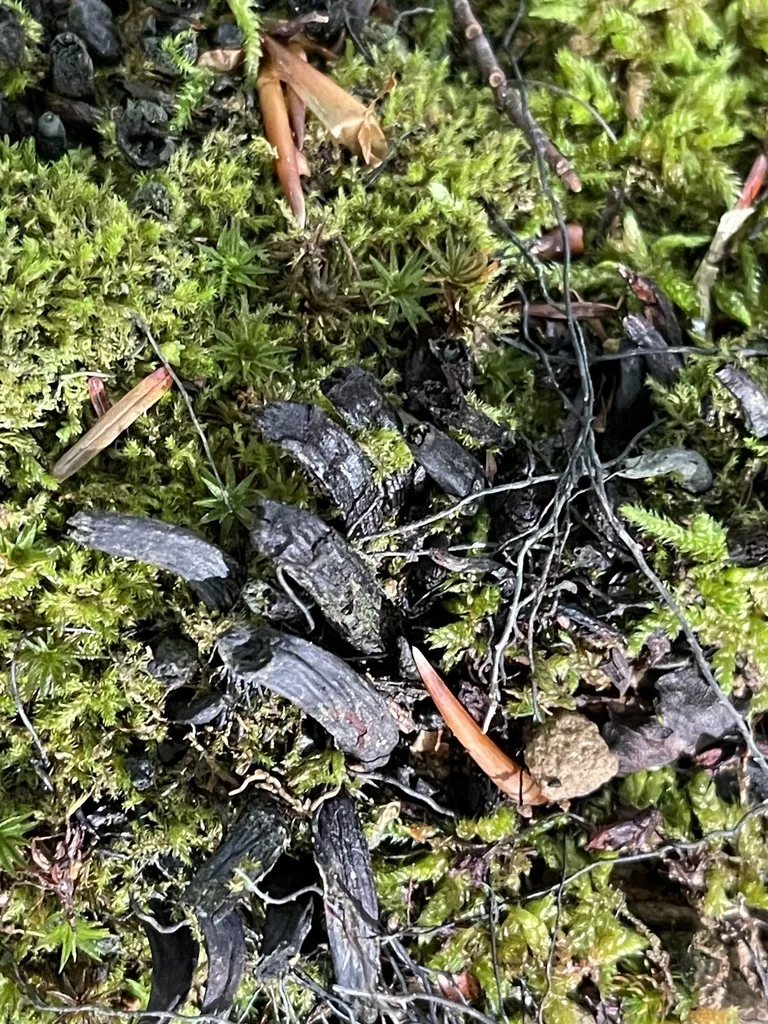 Eastern Black Trumpet