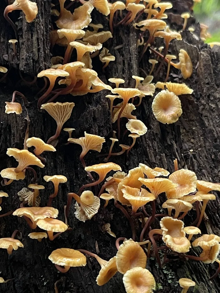 Cross-Veined Troop Mushroom