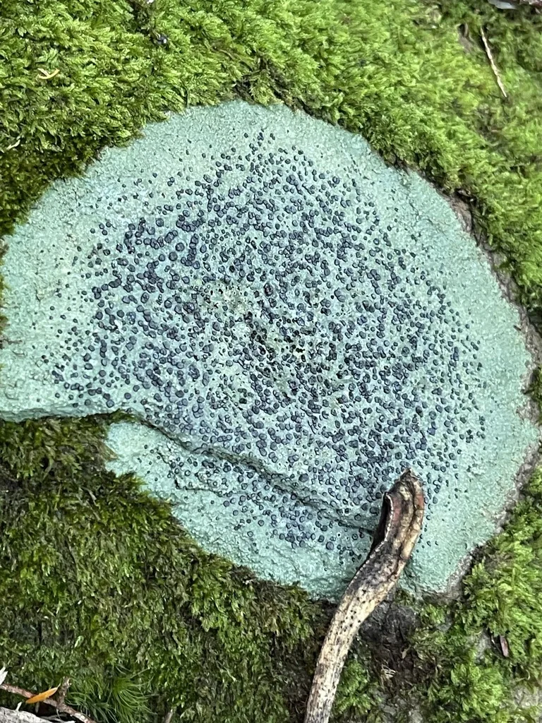 Smokey-Eyed Boulder Lichen