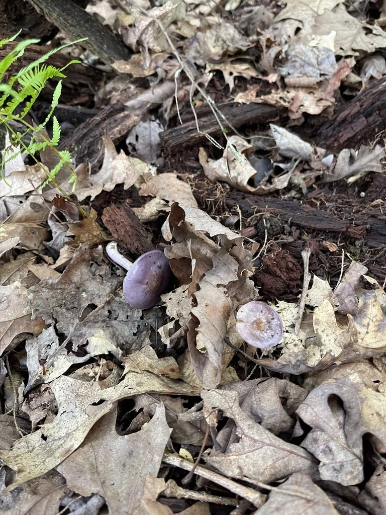 Viscid Violet Cort