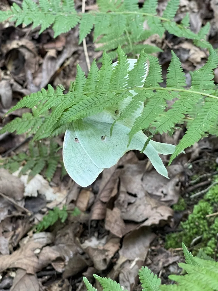 North American Luna Moth