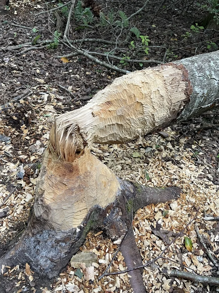 American Beaver · Feeding Signs