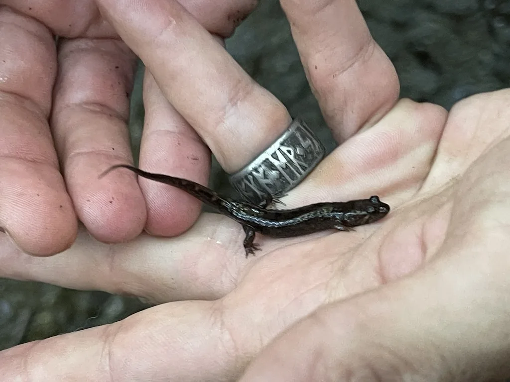 Dusky Salamanders
