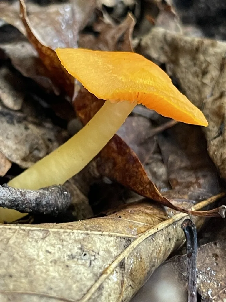 Orange Gilled Waxcap