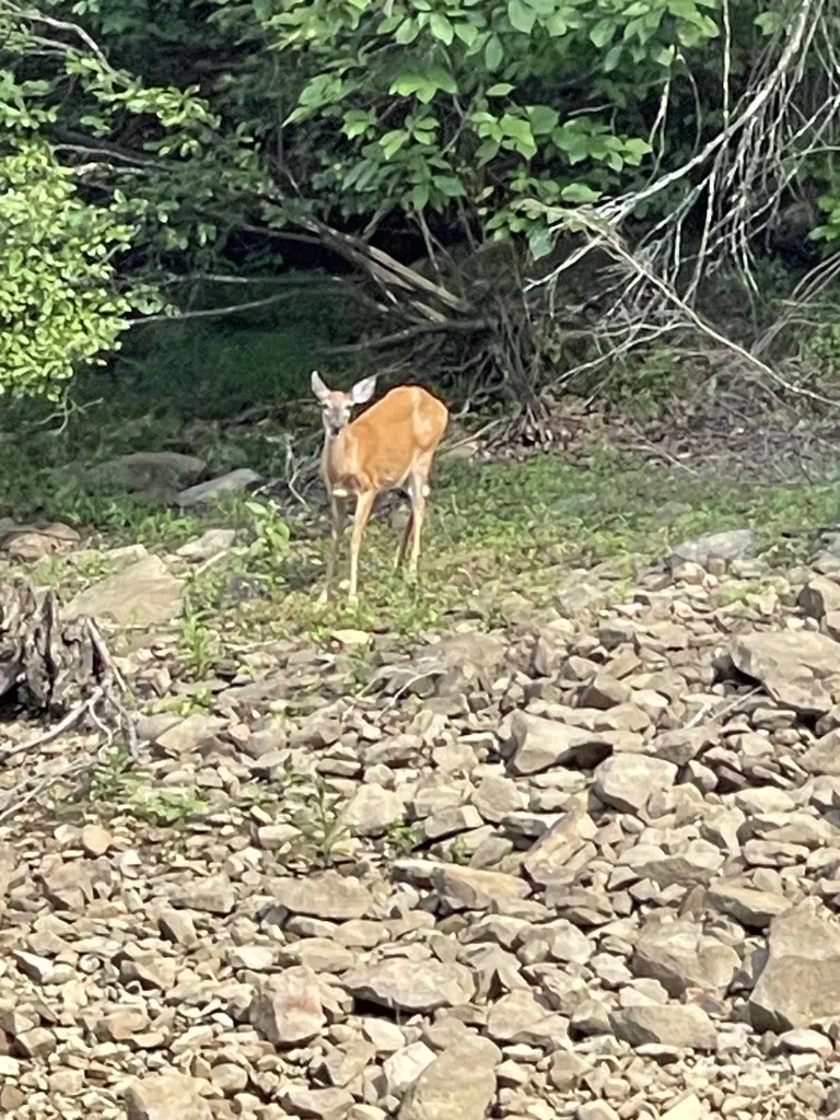 White-Tailed Deer