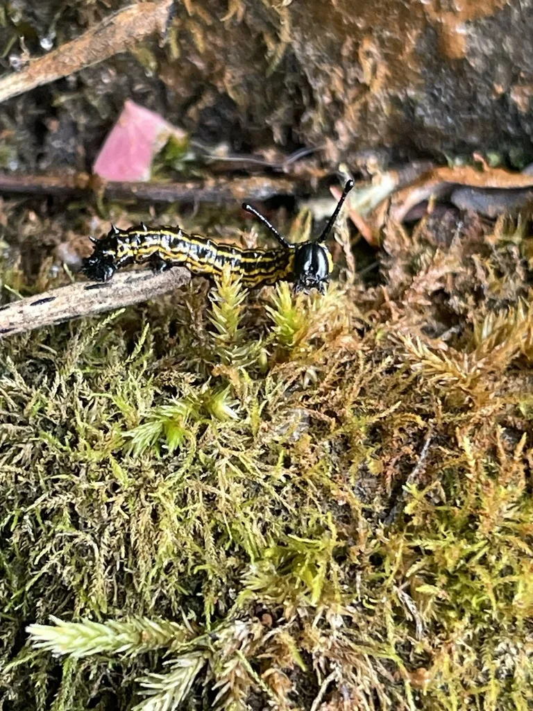 Yellow-Striped Oakworm Moth