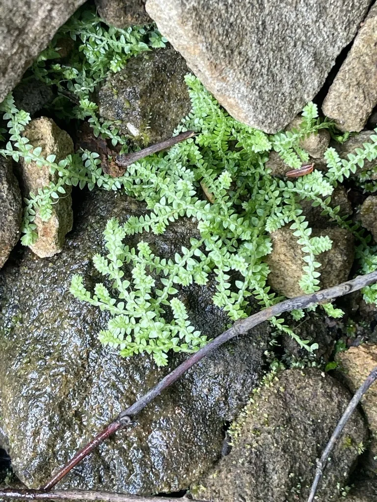 Meadow Spikemoss