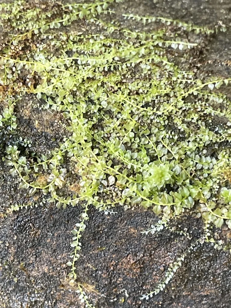 Thyme and Allied Mosses