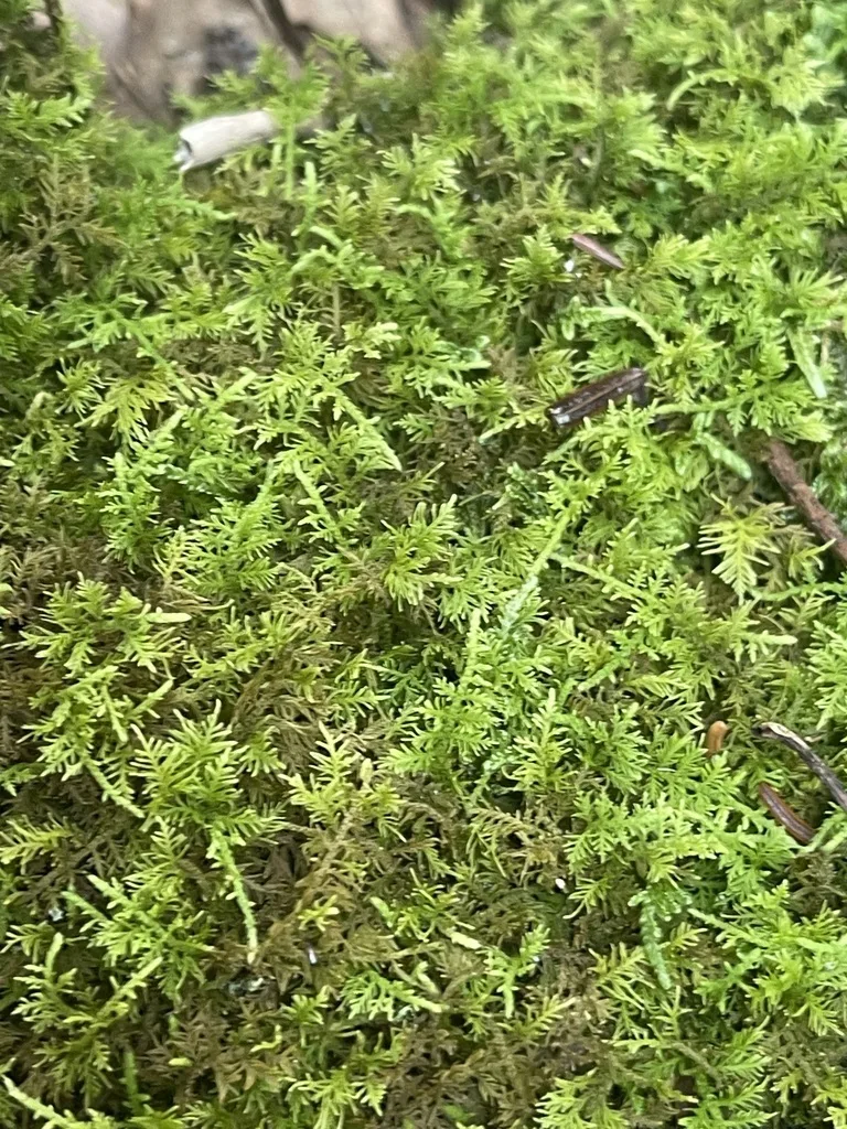 Delicate Fern Moss