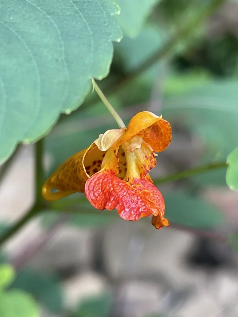 Common Jewelweed