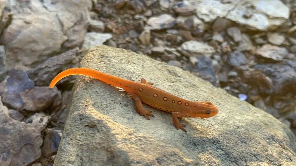 Eastern Newt