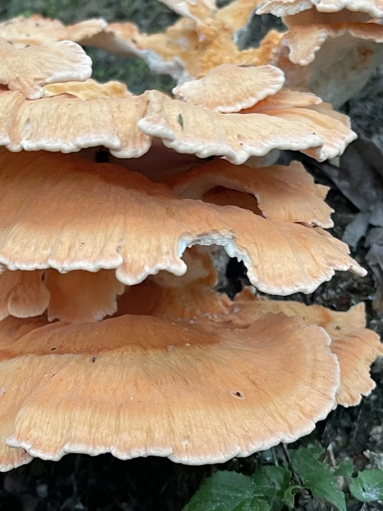 White-Pored Chicken of the Woods