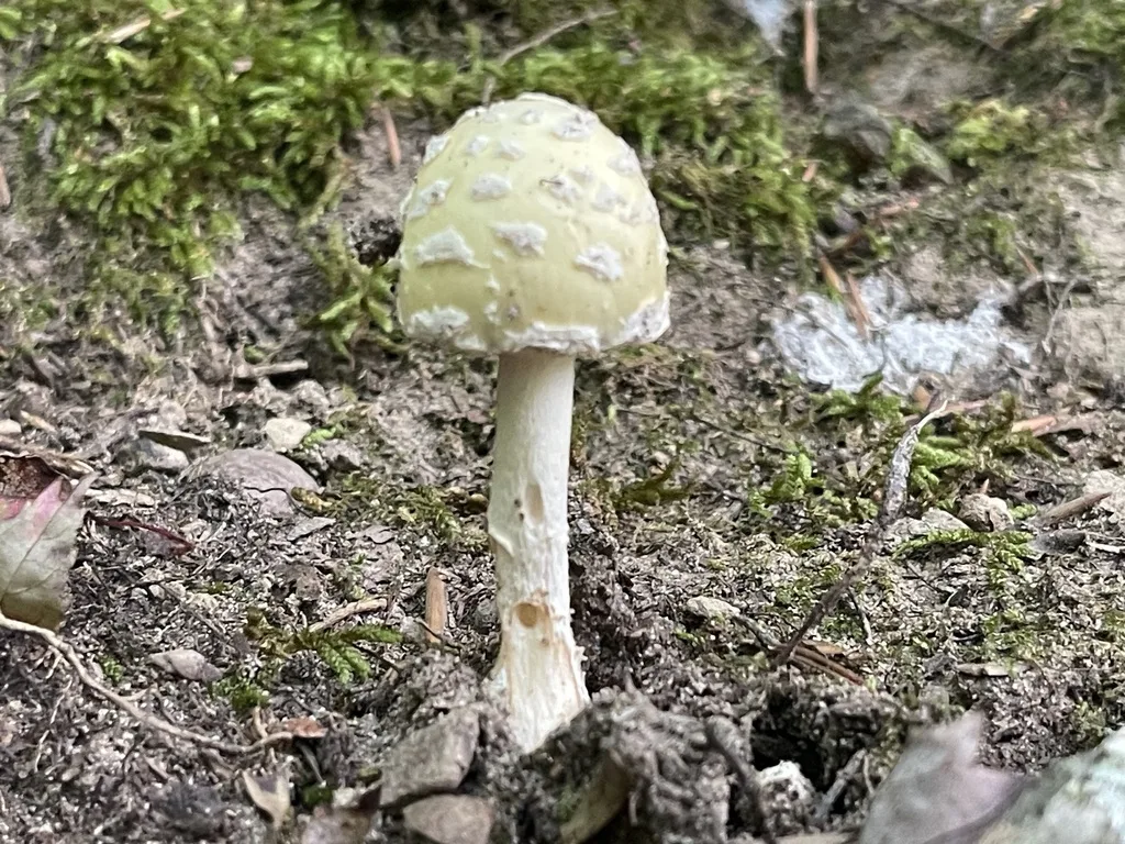Great Funnel-Veil Amanita