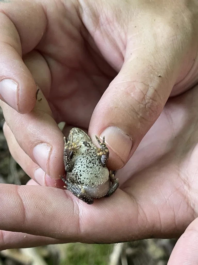 American Toad