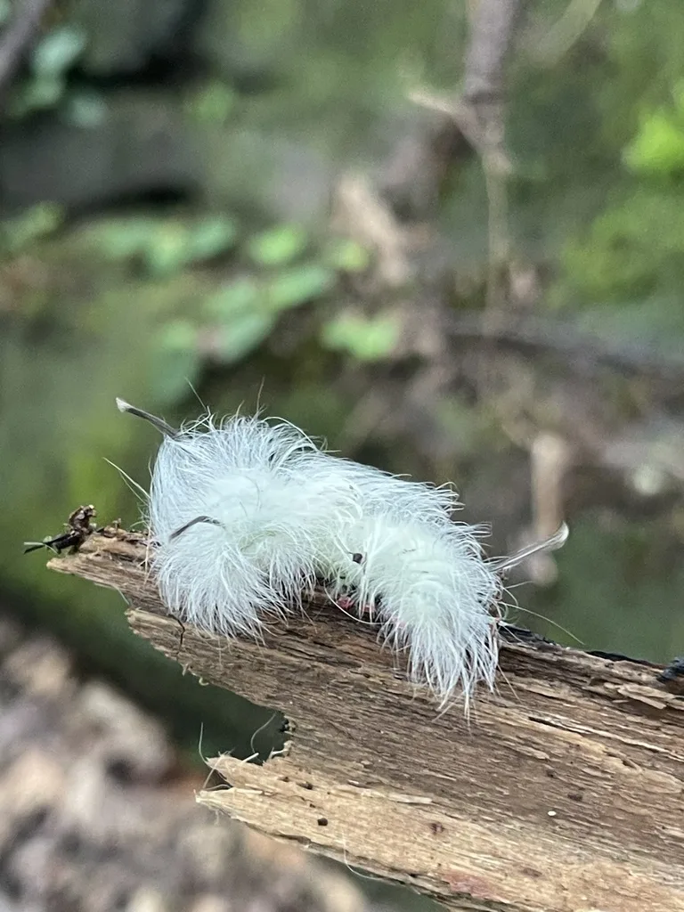 Spotted Apatelodes Moth