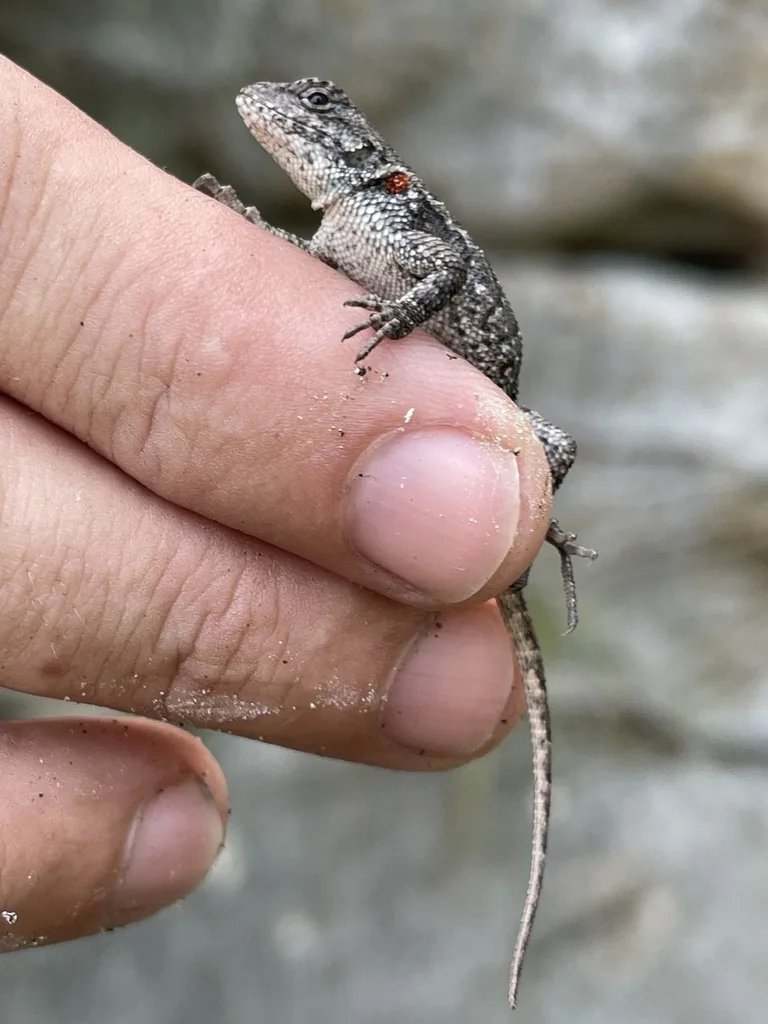 Eastern Fence Lizard