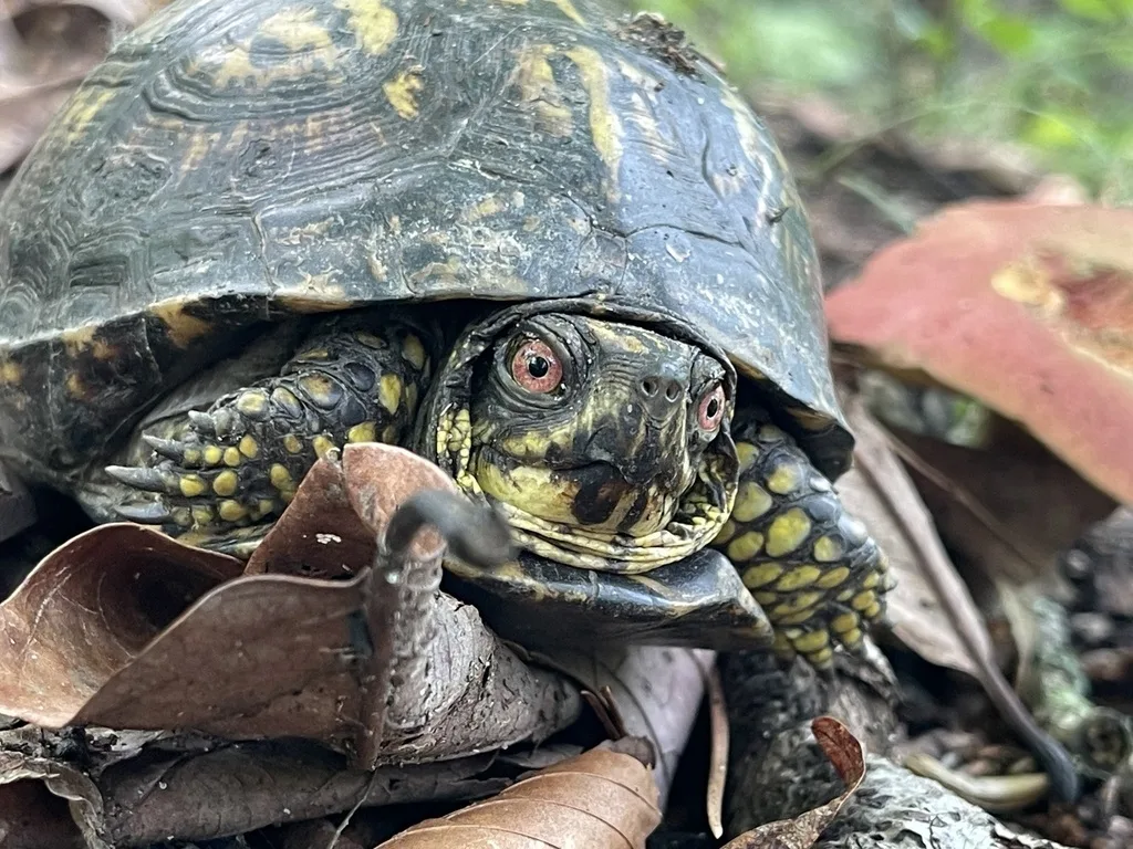 Eastern Box Turtle