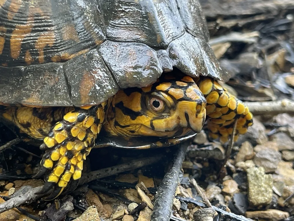 Eastern Box Turtle
