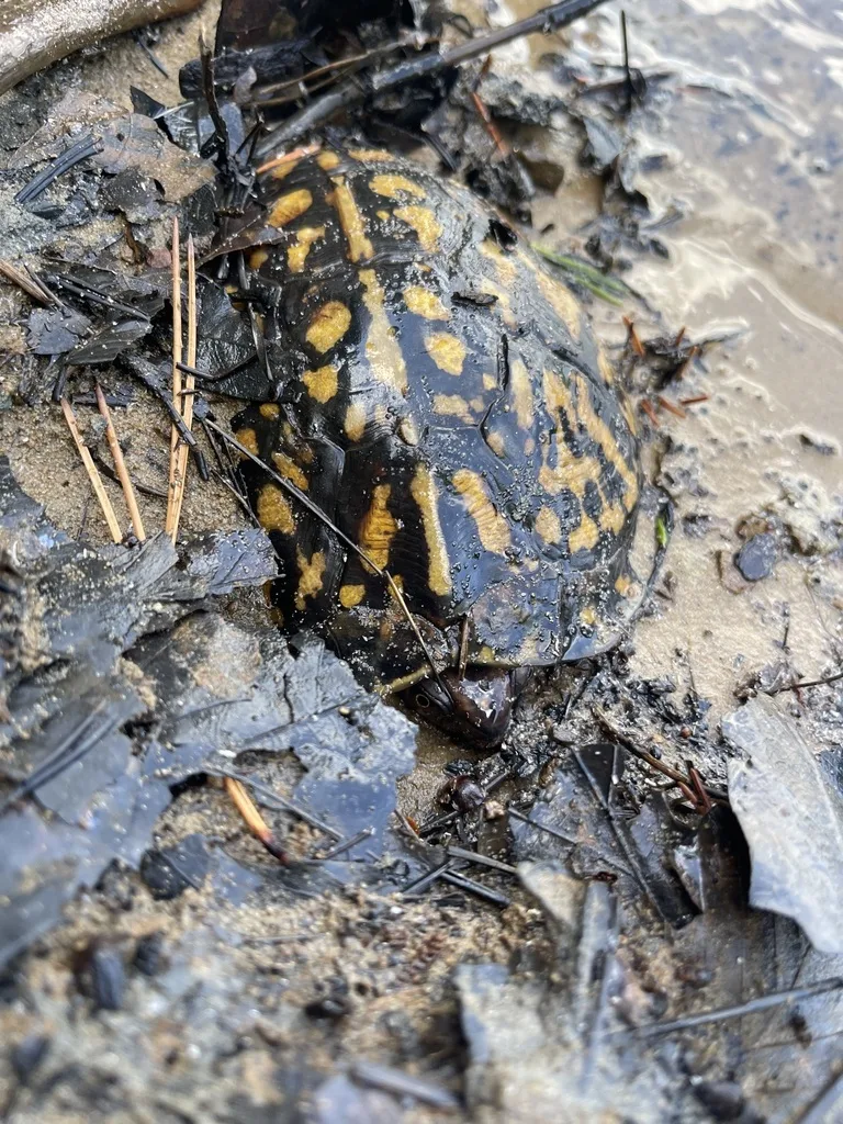 Eastern Box Turtle