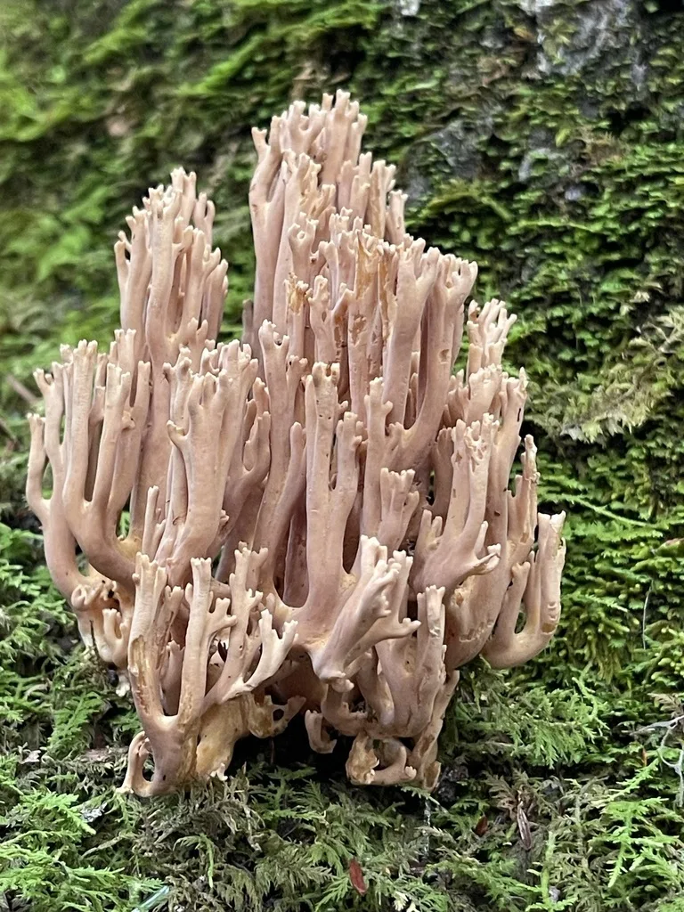 Ramaria fumigata