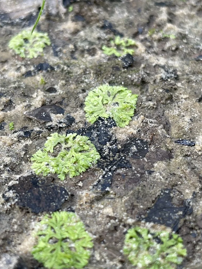 Fringed Heartwort