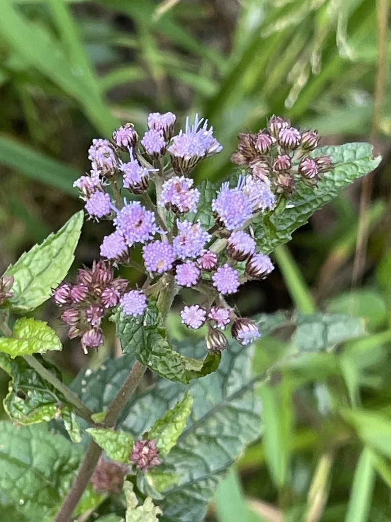 Blue Mistflower