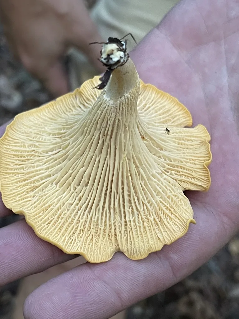 Cantharellus flavolateritius — The underside shows the chanterelle’s ridged surface.