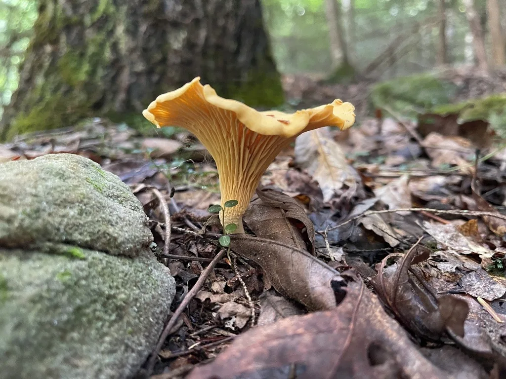Cantharellus flavolateritius