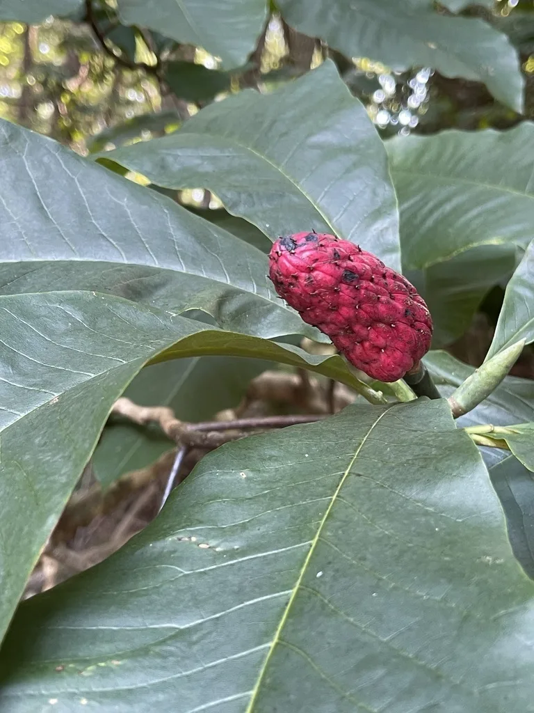 Umbrella Magnolia