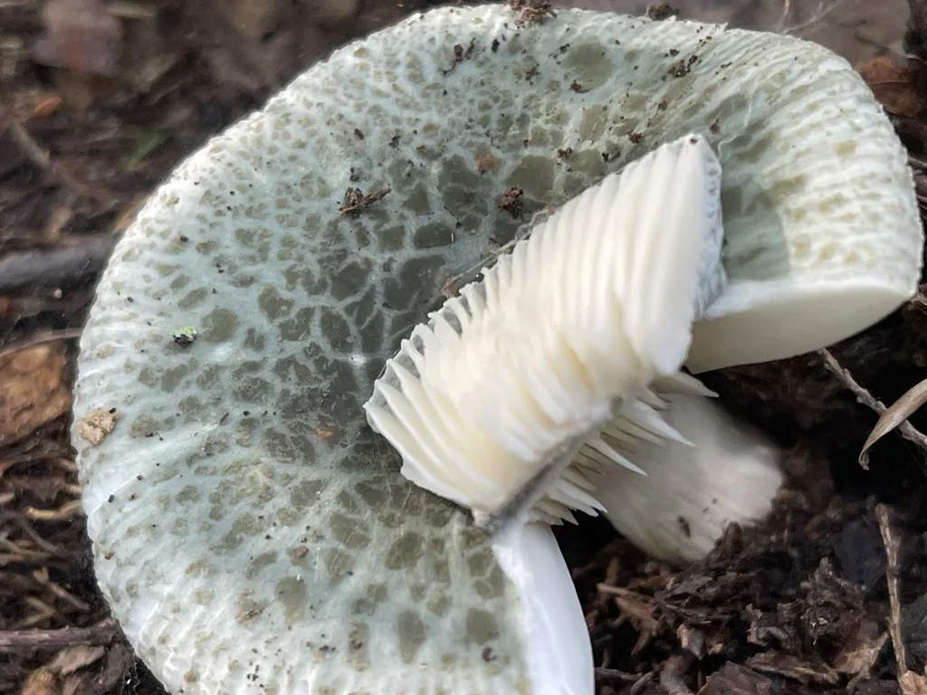 Blue-Green Cracking Russula