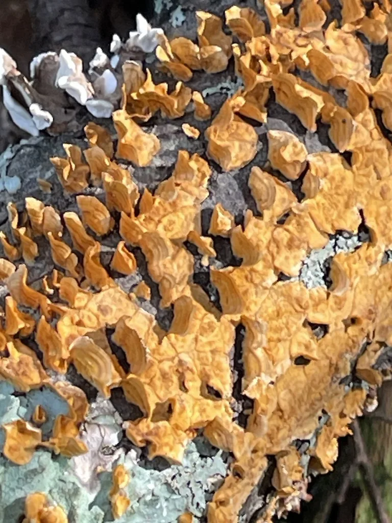 Crowded Parchment