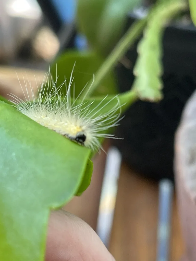 Fall Webworm Moth