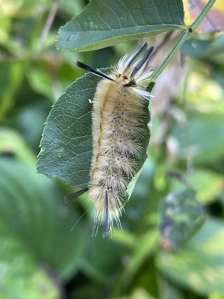Banded Tussock Moth