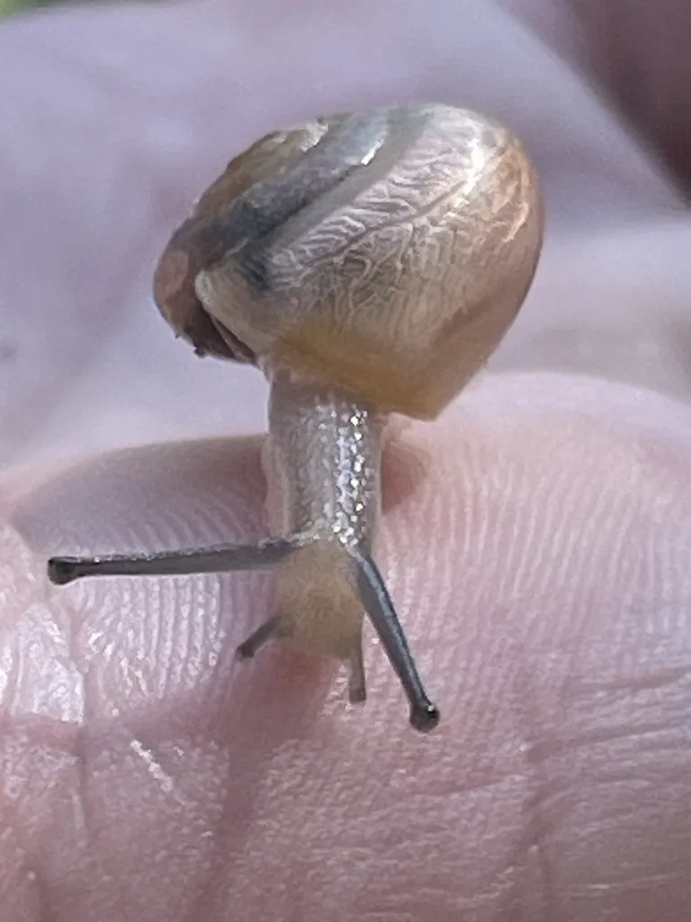 White-Lip Globe Snail