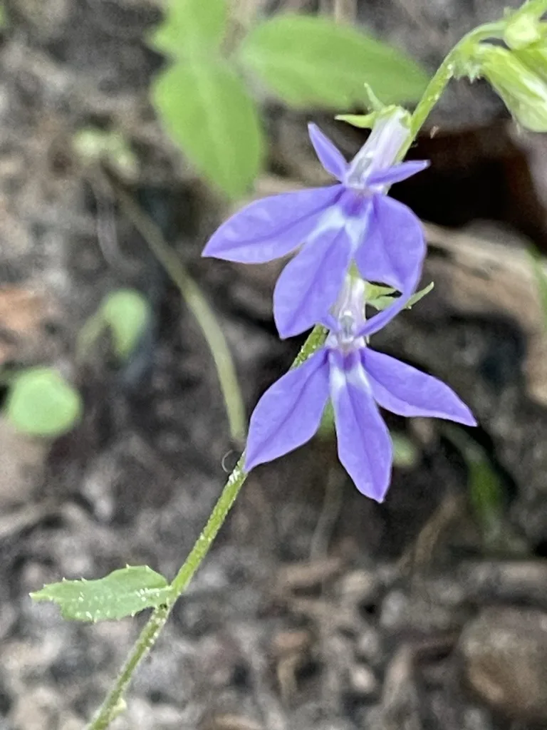 Downy Lobelia