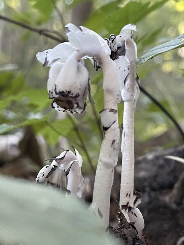 Ghost Pipe