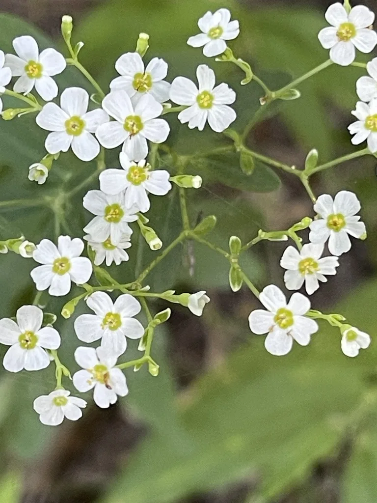 Flowering Spurge