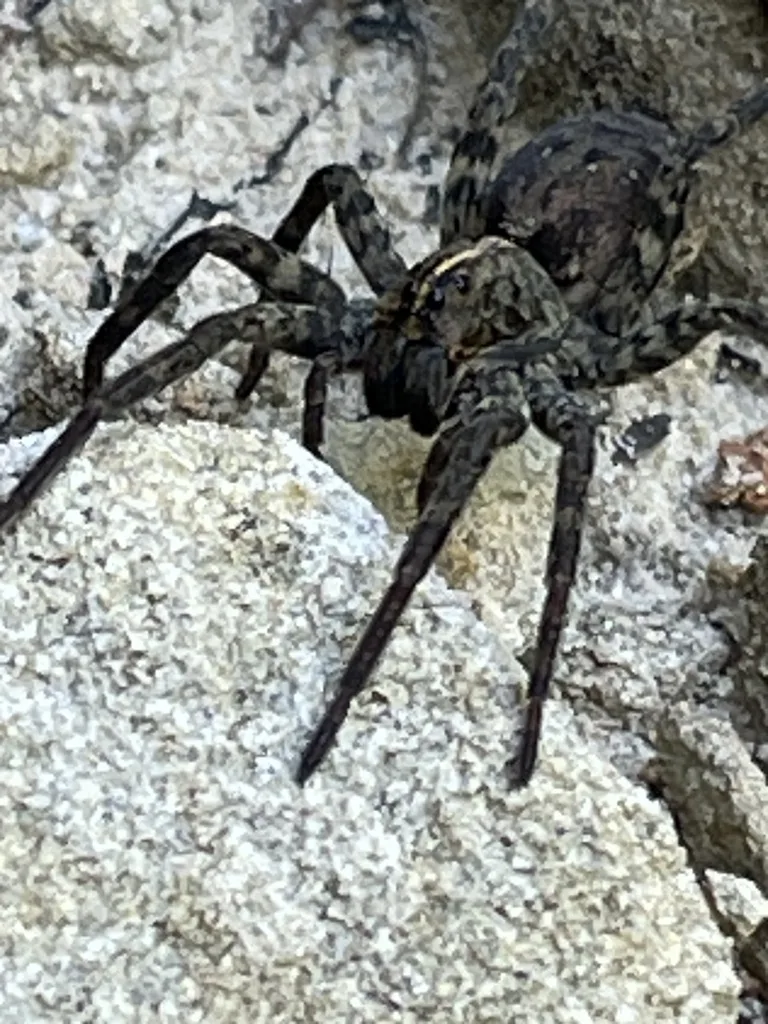 Georgia Wolf Spider