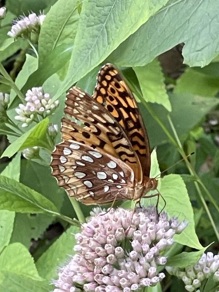Great Spangled Fritillary