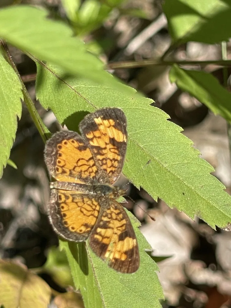 Pearl Crescent