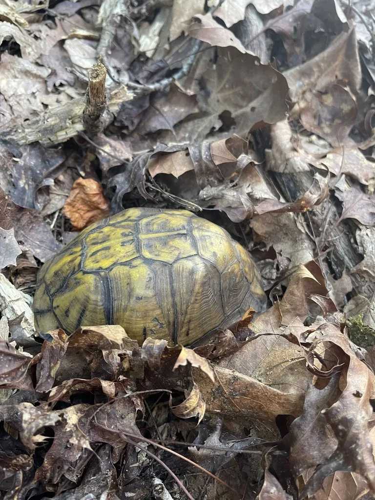 Eastern Box Turtle