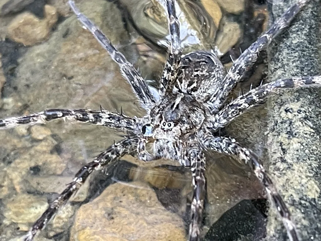 Striped Fishing Spider