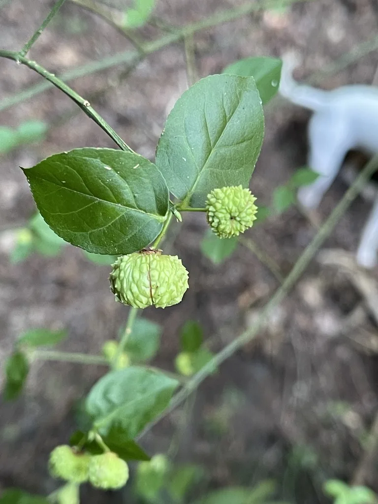 Strawberry Bush