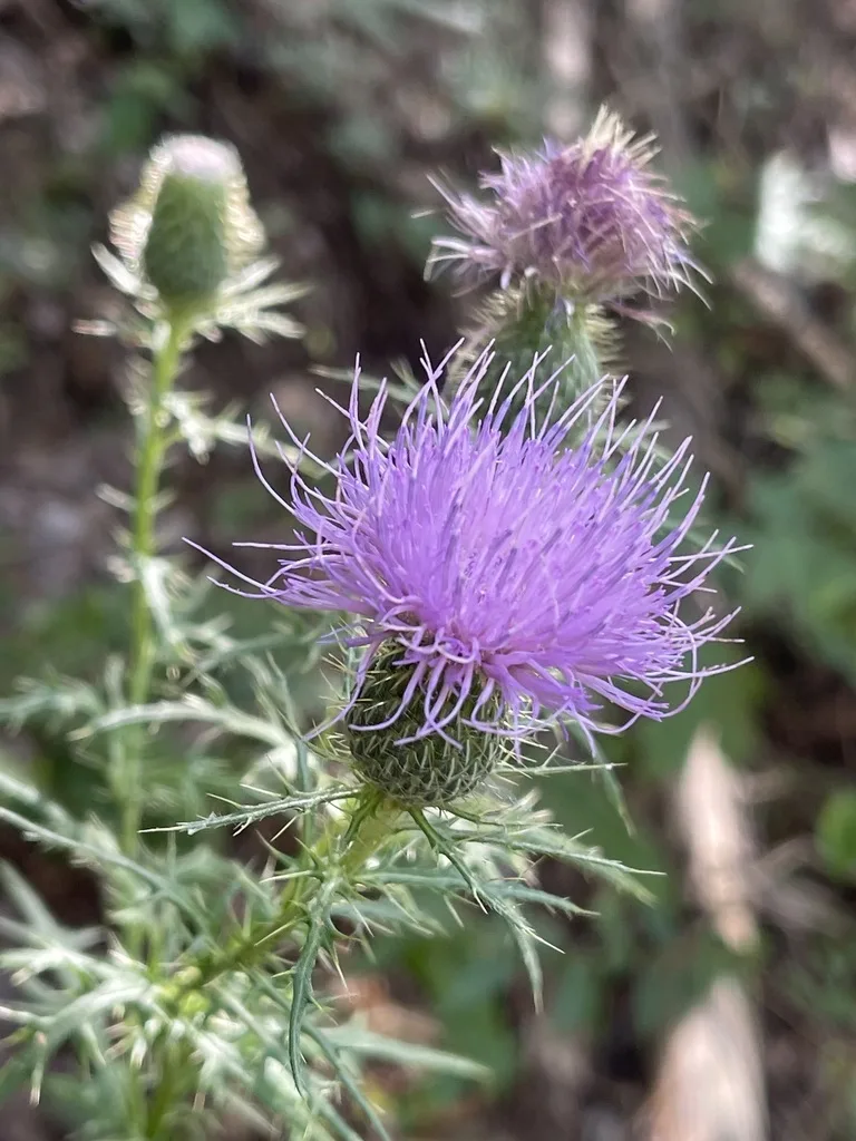Field Thistle