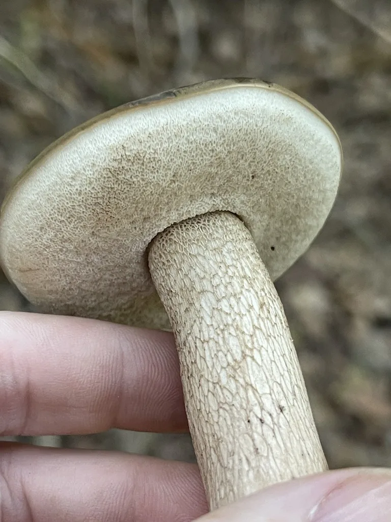 Bitter Bolete