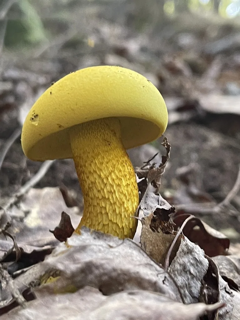 Ornate-Stalked Bolete