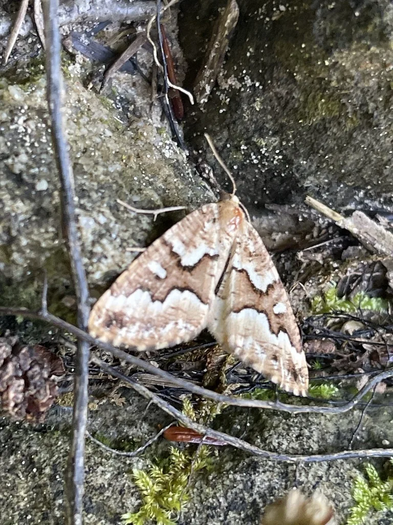 Southern Pine Looper