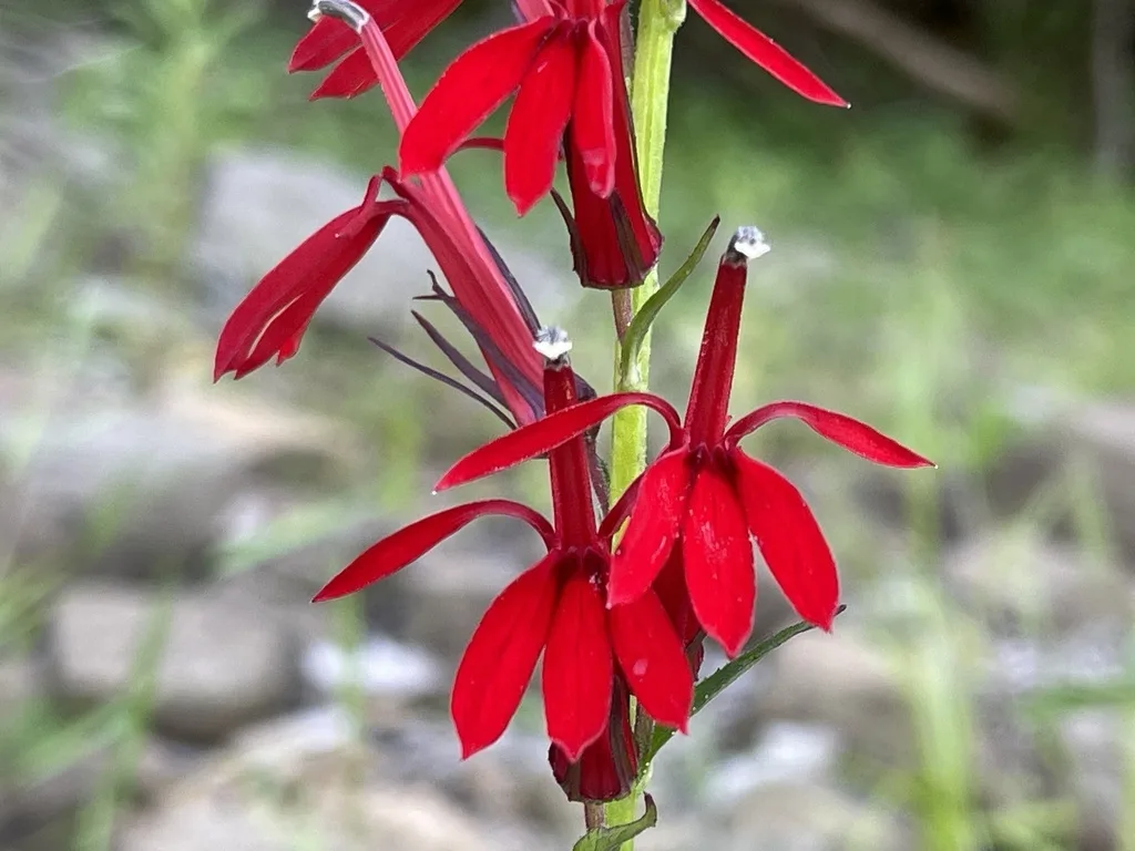 Cardinal Flower