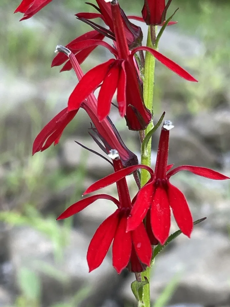 Cardinal Flower