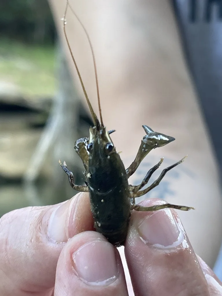 Bigclaw Crayfish